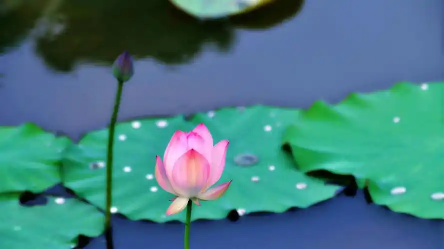 荷花壁纸图片 _ 图片网