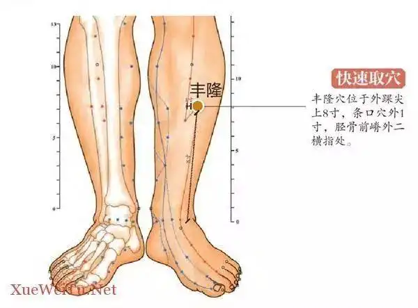 距胫骨前缘二横指(中指),即小腿外侧的中点,肌肉较为鼓起的位置