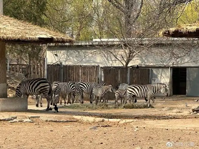 西直门三太子萌兰##大熊猫##北京·北京动物园[地点]