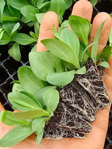 昆明基地洋桔梗花苗小苗重瓣四季开花阳台盆栽室内室外绿植花卉