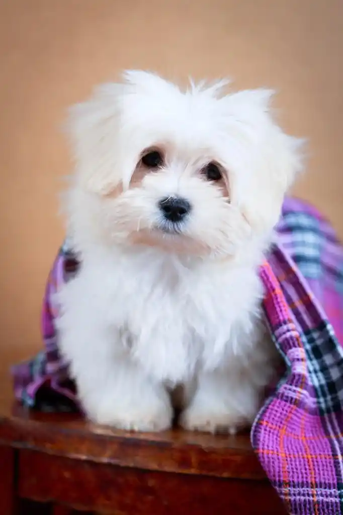 白狗,白色的小狗马尔济斯犬