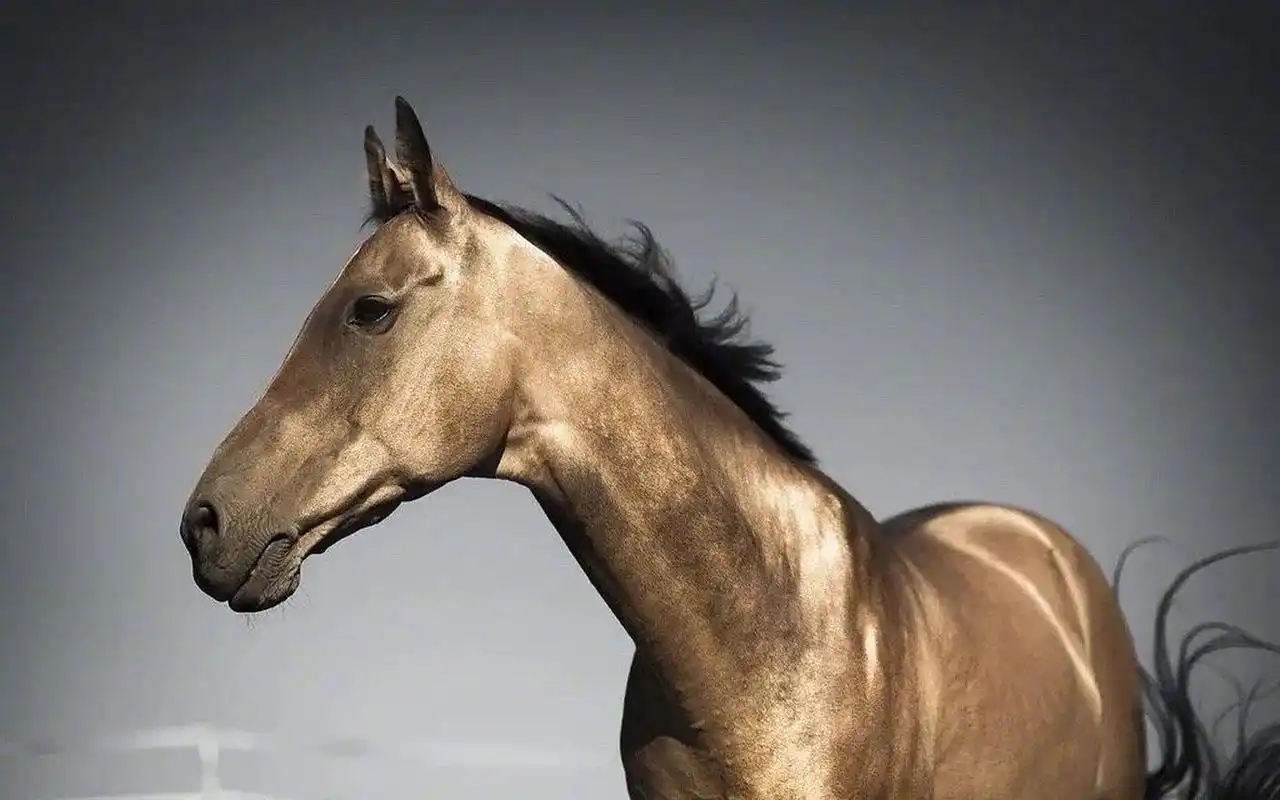 汗血宝马太好看了!