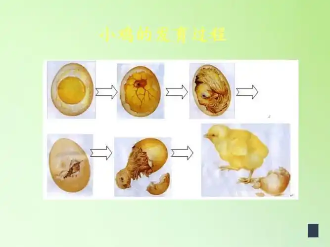 苏教版五年级科学下册32动物怎样繁殖后代课件共44张ppt