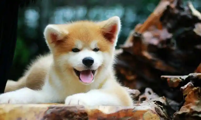 八公秋田犬 忠诚主人温顺 高端家庭宠物犬