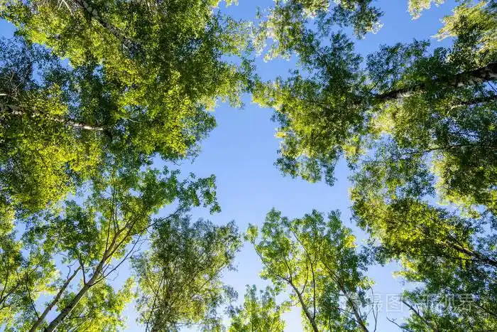 森林里有树和蓝天.底部视图.夏日自然
