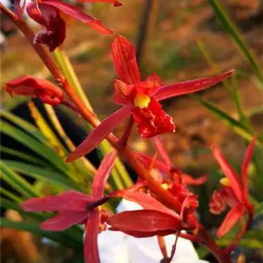 蕙兰红素去年收的3苗不带花 - 中国兰花交易网