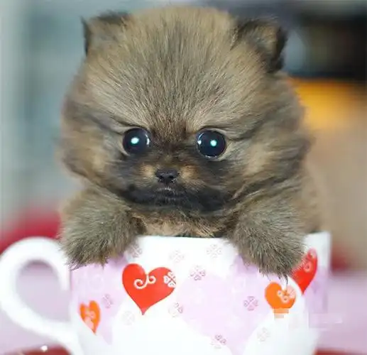 超可爱,超萌的"茶杯狗狗"! - 且听风吟 - cats eye咖啡厅