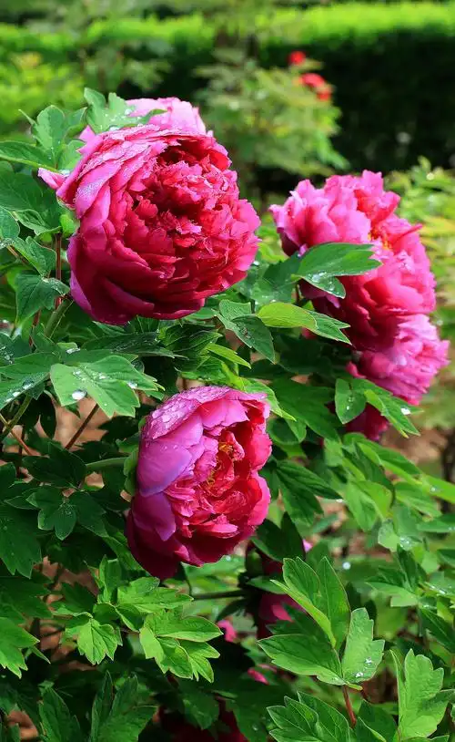 日出"东方红" 洛阳牡丹艳