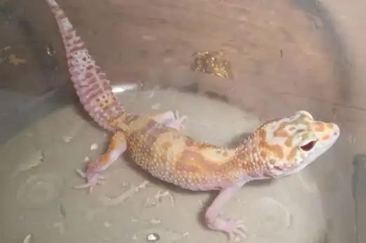 可以家养的宠物蜥蜴