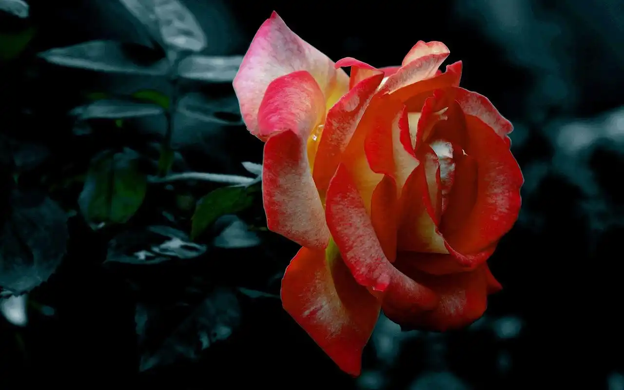 娇艳的月季花高清图片桌面壁纸下载高清大图预览1920x1080_植物壁纸