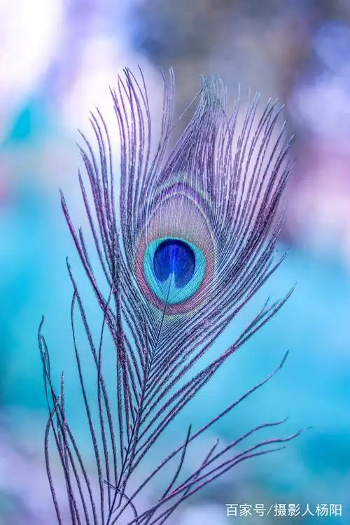 羽毛美拍——摄影杨阳