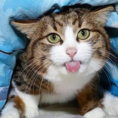 原创这只猫咪虽然只有两条腿但它凭借丰富的表情包圈粉无数