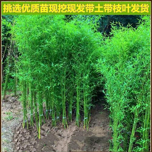 紫竹青竹树苗罗汉竹苗佛肚竹盆栽庭院室内观赏四季常青植物竹子苗