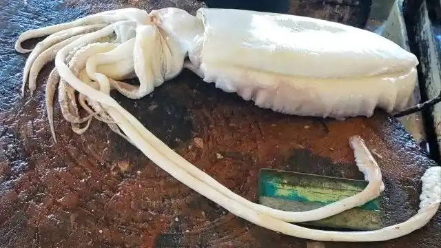 刀工师傅现场切"白鱿鱼",最薄也有5厘米,食客:像切肥猪肉