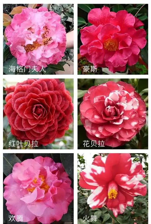 商品描述规格埃尔西朱瑞,爱丽丝姑娘,白瑞琪,白天鹅,伯拜范,茶花仙子