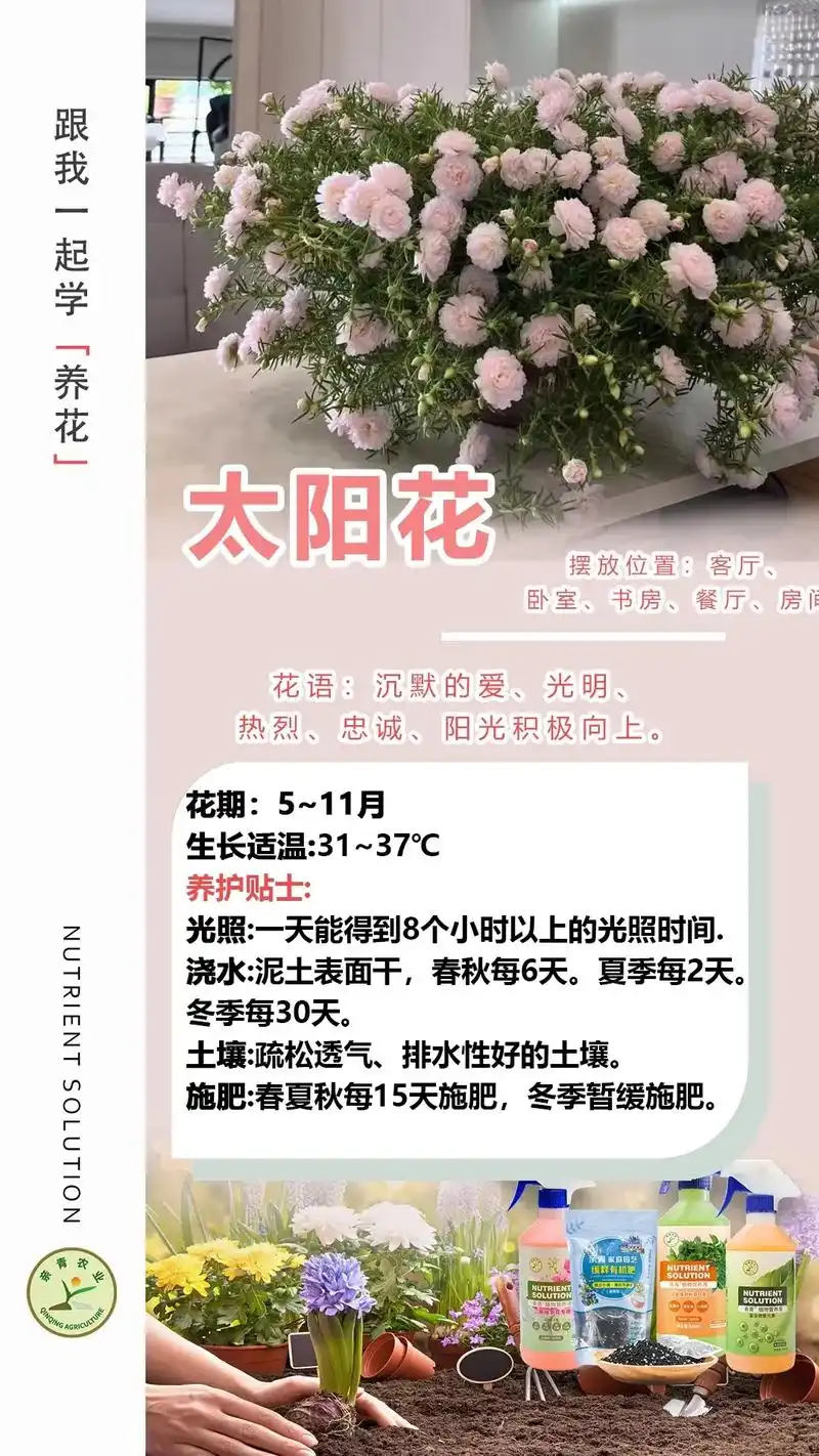 94花语:太阳花的花语 - 抖音