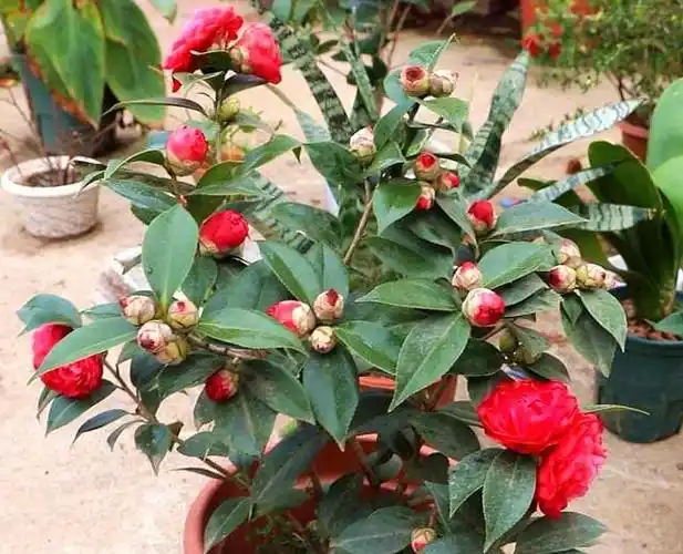 茶花的养殖方法