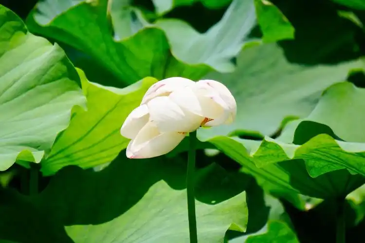 晴朗凉爽天气里的荷花&嘉陵江胜景