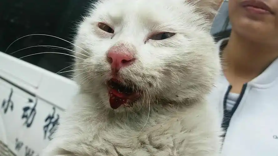 西安惊现虐猫事件