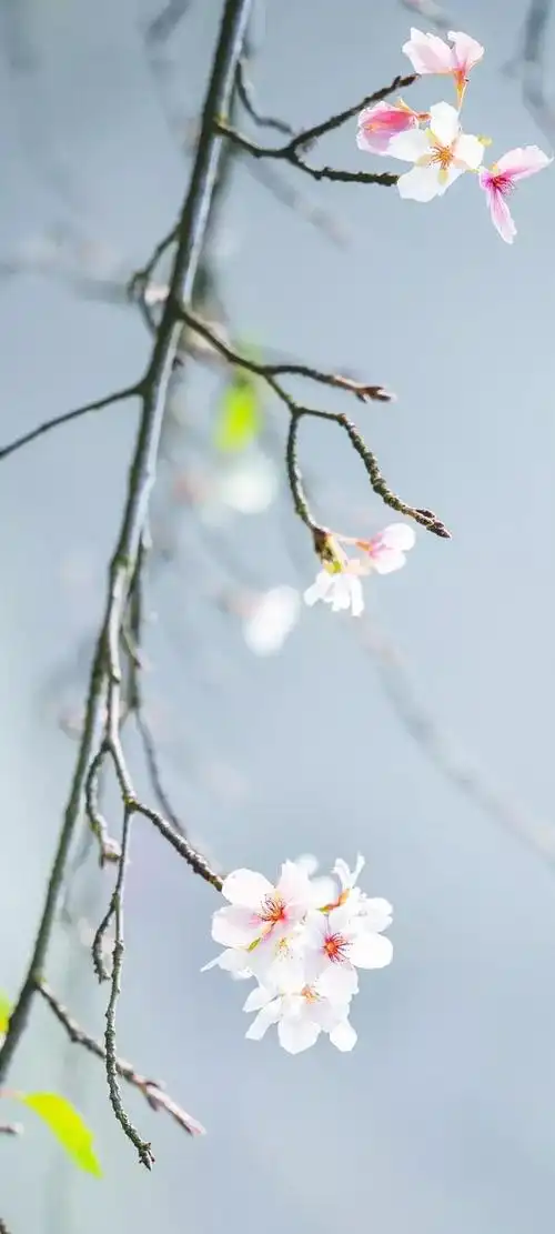 640_1422竖版 竖屏