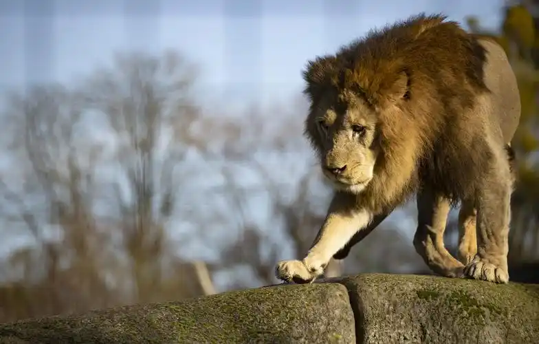 外代二线13巴黎动物园的巴巴里狮