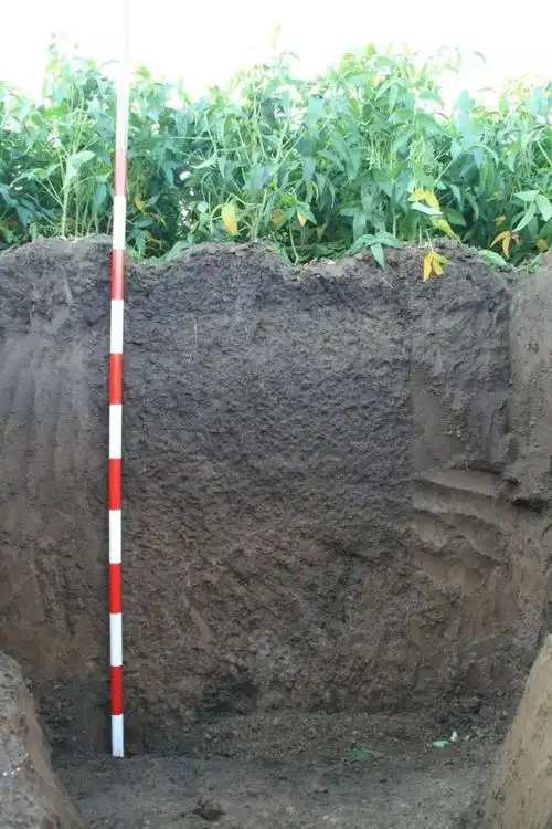 来一起认识下土壤之王黑土