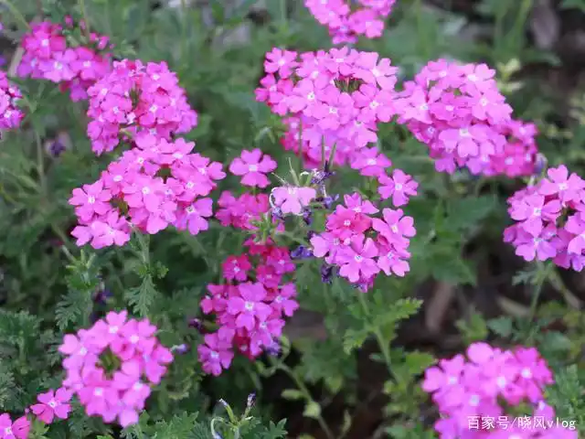 驻马店滨河公园的细叶美女樱花海真美呀!