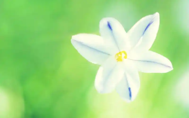 清新唯美花卉微距摄影图片桌面壁纸