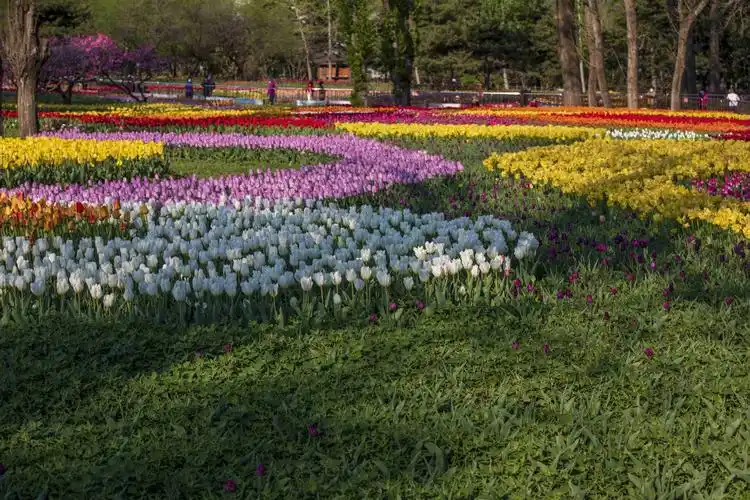 北京植物园赏郁金香