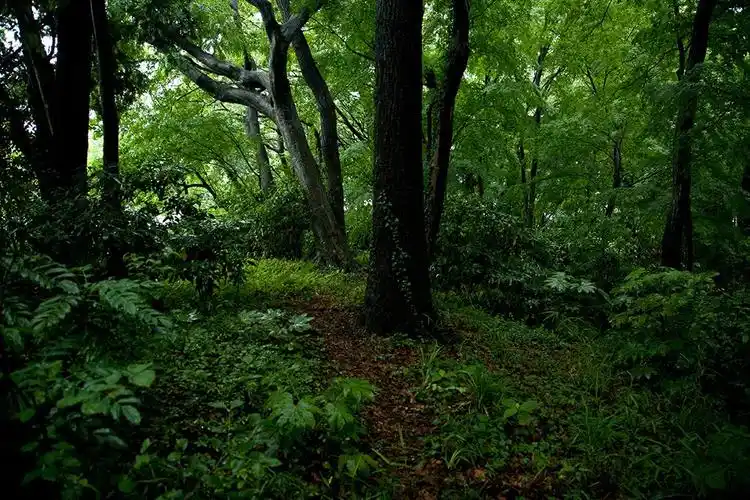 (图片)欢迎光临杂木林!