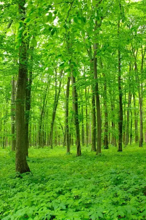 树木,在春天的绿色森林的树木