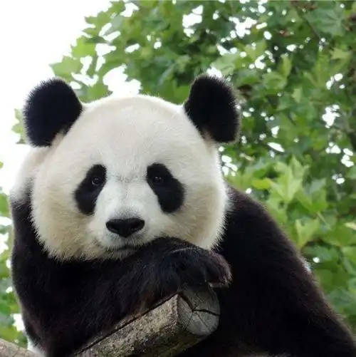 有可爱的熊猫头像吗? - 知乎