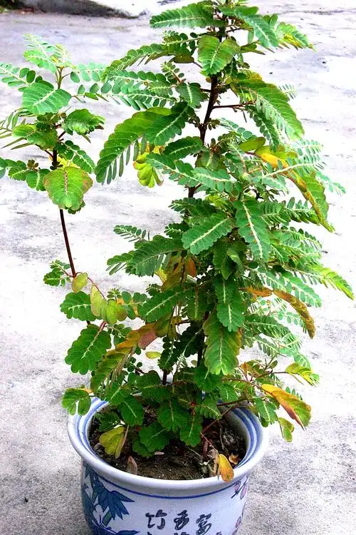 叶下珠叶下珠科叶下珠属