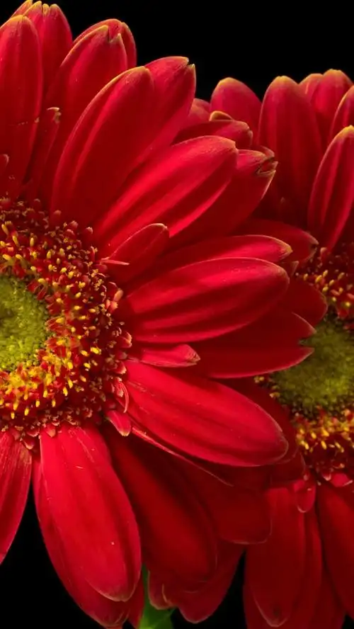 壁纸 红色的大丁草花,黑色的背景 3840x2160 uhd 4k 高清壁纸, 图片