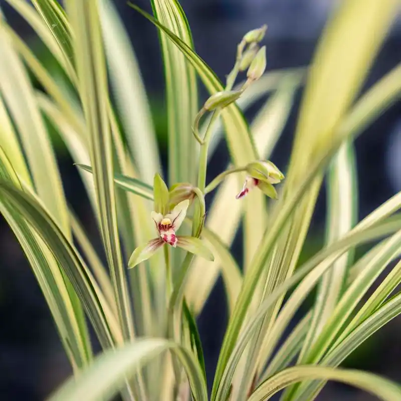 泽雨天下翁源兰花苗名贵精品建兰中透叶艺福隆金边兰绿植花卉盆栽
