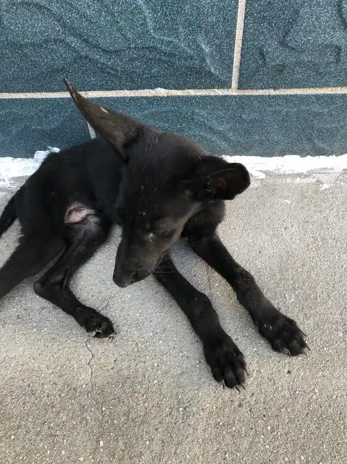 请问这是黑狼犬吗