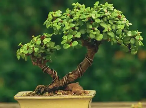 金枝玉叶盆景造型方法 金枝玉叶怎么修剪好_植物博士