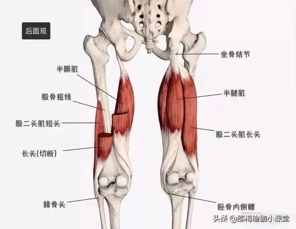 二,大腿正内外侧肌群
