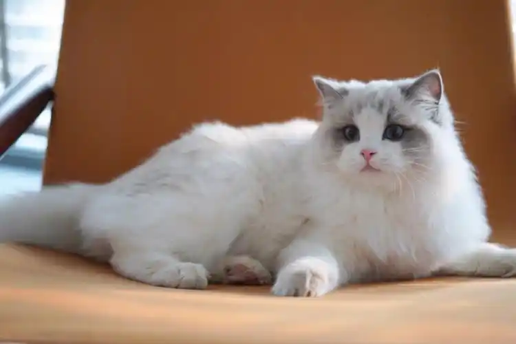 布偶修猫就是要捧在手心呀04