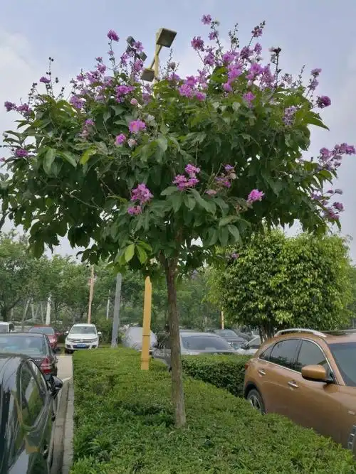 33大叶紫薇树,喜欢高温湿润气候.