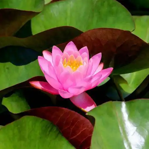 适合做头像的荷花图片清晰点的清新淡雅的睡莲图片