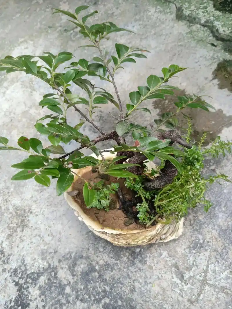 精品黑骨香(小黑檀)##养花修心 ##就算无人欣赏也要独自芬 - 抖音