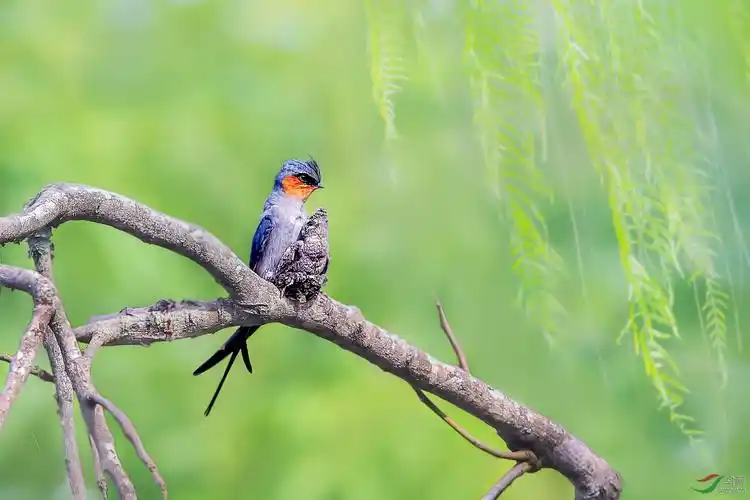 [林鸟] 父爱---- 凤头雨燕