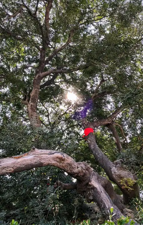 杞县· 狗脊骨树