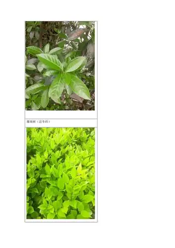植物识别图鉴docx