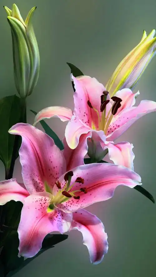 唯美图片——漂亮养眼的百合花欣赏