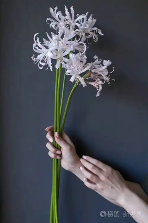 女性手的特写镜头握着一朵花选择性聚焦