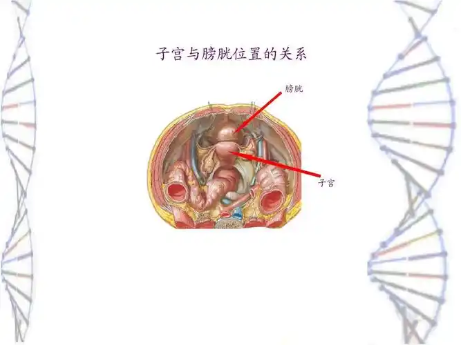 所有分类 医药卫生 基础医学 泌尿生殖系统解剖ppt 子宫与膀胱位置的