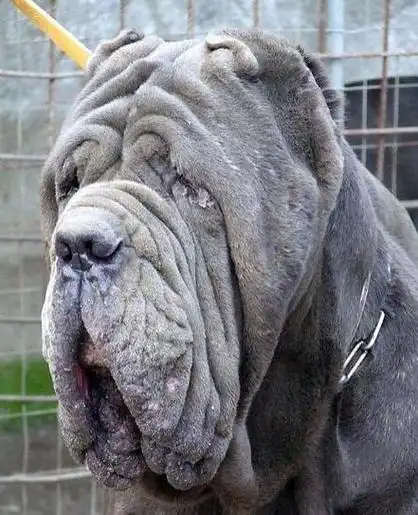 最凶猛的狗世界排行前十位