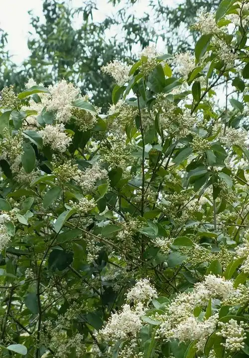 小腊树的经济价值和药用价值